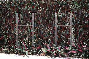 Picture of Tradescantia spathacea 