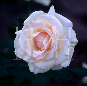 Picture of Rosa  'White Delight'