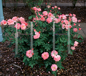 Picture of Rosa  'Rose Parade'
