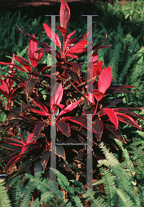Picture of Cordyline terminalis 