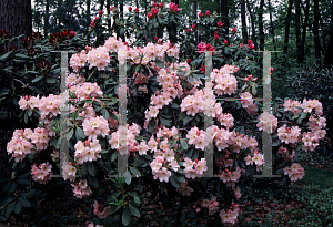 Picture of Rhododendron (subgenus Rhododendron) 'Skyglow'