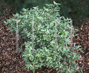 Picture of Vitex trifolia 