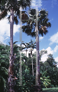 Picture of Borassus aethiopium 