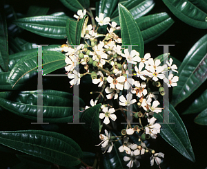 Picture of Tetrazygia bicolor 