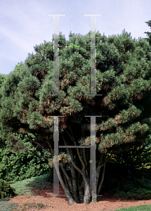 Picture of Pinus nigra 'Globosa'