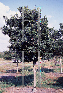 Picture of Elaeocarpus dentatus 