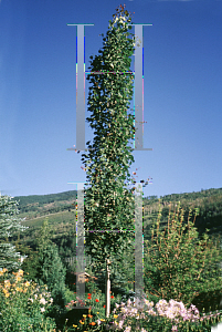 Picture of Populus grandidentata 