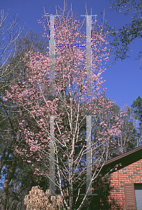 Picture of Prunus x 'Okame'