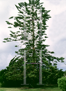 Picture of Araucaria heterophylla 