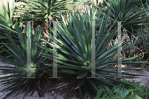 Picture of Agave decipiens 