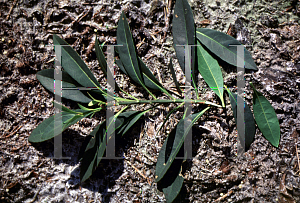 Picture of Elaeocarpus dentatus 