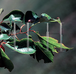 Picture of Ulmus carpinifolia x parvifolia 