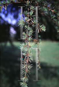 Picture of Cedrus libani ssp. stenocoma 