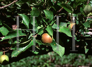 Picture of Malus pumila 