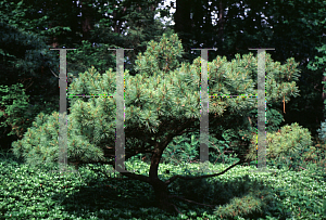 Picture of Pinus strobus 'Pumila'