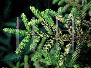 Picture of Picea orientalis 'Aurea'