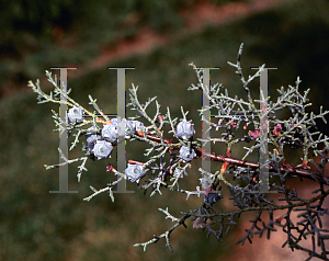 Picture of Cupressus arizonica var. glabra 'Blue Ice'