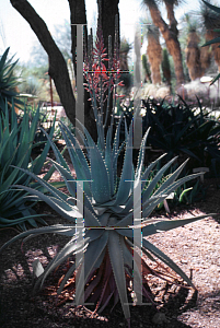 Picture of Aloe littoralis 
