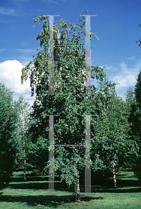 Picture of Betula platyphylla var. japonica 