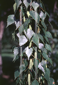 Picture of Betula pendula 'Tristis'