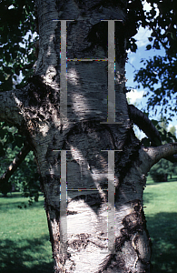 Picture of Betula papyrifera var. commutata 