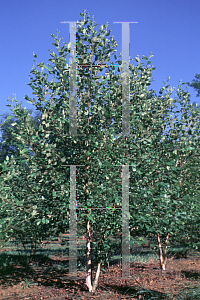 Picture of Betula nigra 'BNMTF (Dura-Heat)'