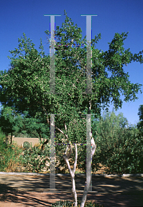 Picture of Diospyros texana 