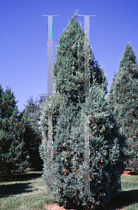 Picture of Juniperus scopulorum 'Medora'