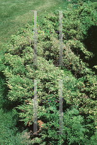 Picture of Juniperus sabina 'Variegata'