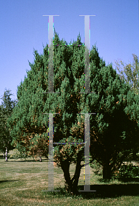 Picture of Juniperus chinensis 'Stricta'