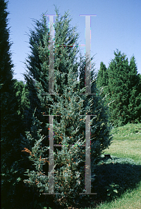 Picture of Juniperus scopulorum 'Moonglow'