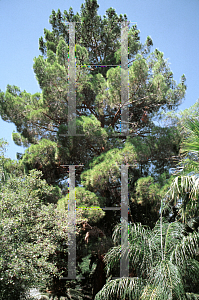 Picture of Pinus brutia 