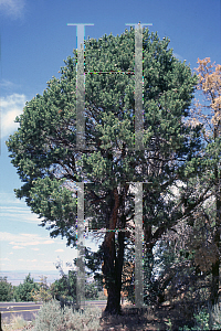 Picture of Pinus cembroides 