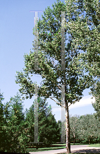 Picture of Populus songarica 