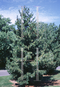 Picture of Pinus peuce 