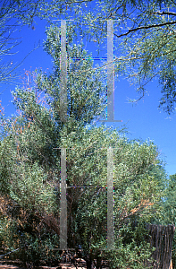 Picture of Salix gooddingii 