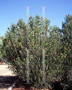 Picture of Vauquelina californica 