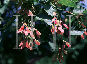 Picture of Acer stachyophyllum 