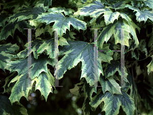 Picture of Acer platanoides 'Drummondii'