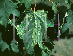 Picture of Acer pseudoplatanus 'Tricolor'