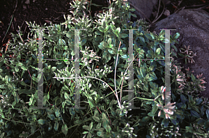 Picture of Saponaria ocymoides 