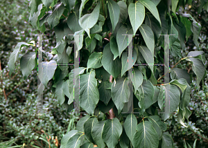 Picture of Syringa reticulata ssp. amurensis 