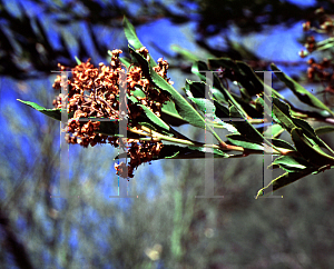 Picture of Vauquelina californica 