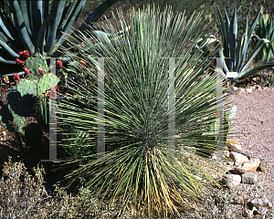 Picture of Yucca elata 