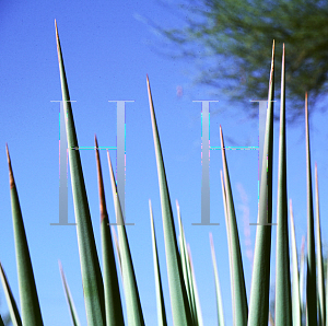 Picture of Yucca schottii 