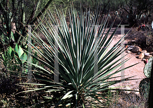 Picture of Yucca schottii 