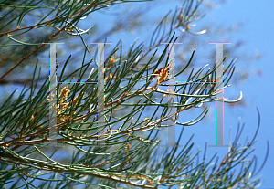 Picture of Acacia aneura 