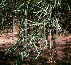 Picture of Acacia coriacea 