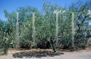 Picture of Acacia coriacea 