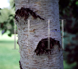 Picture of Betula platyphylla var. japonica 